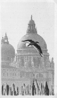 il gabbiano vola su Venezia